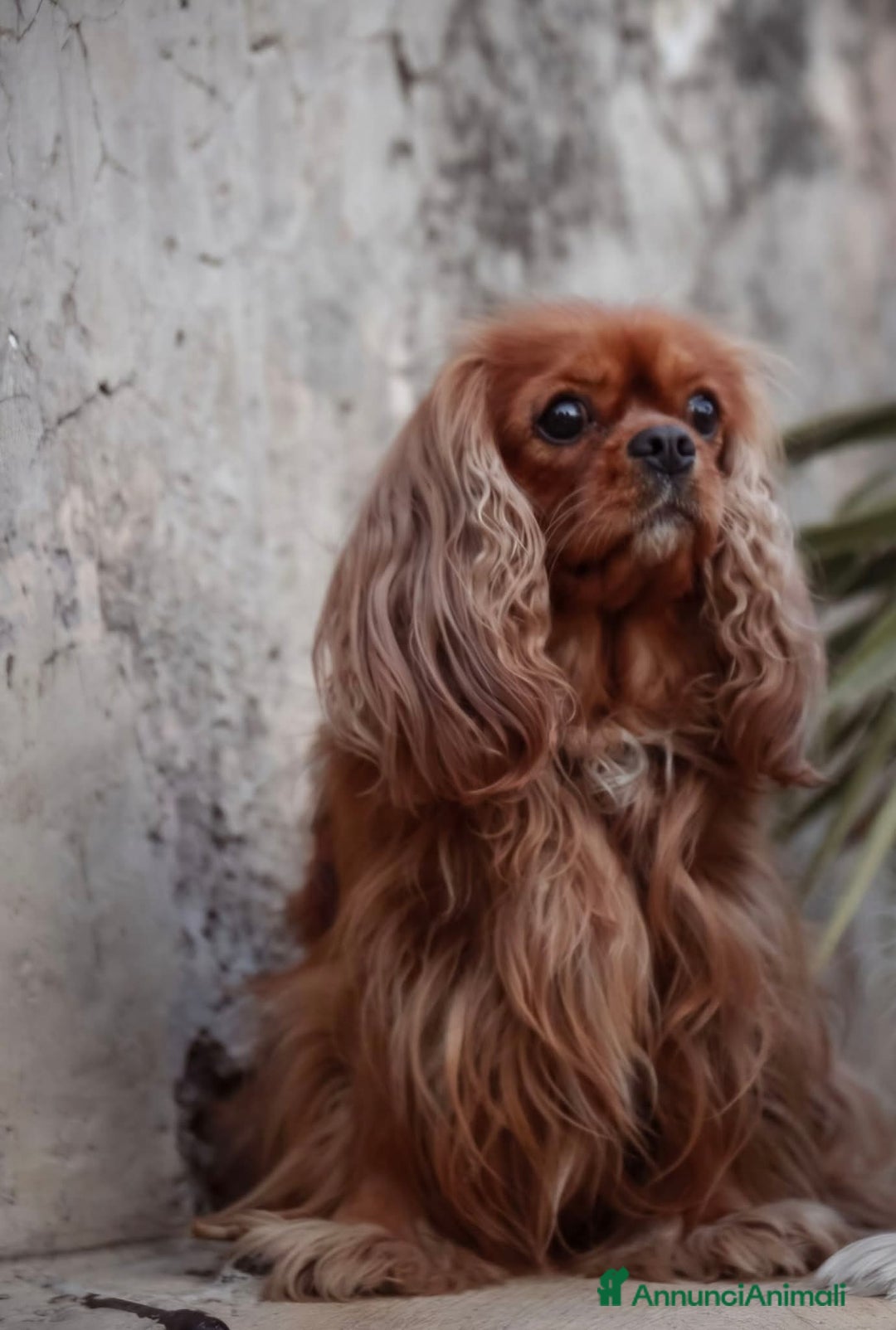 Cavalier King cani in vendita: Cuccioli Cavalier King Charles Spaniel  - Annuncio 6