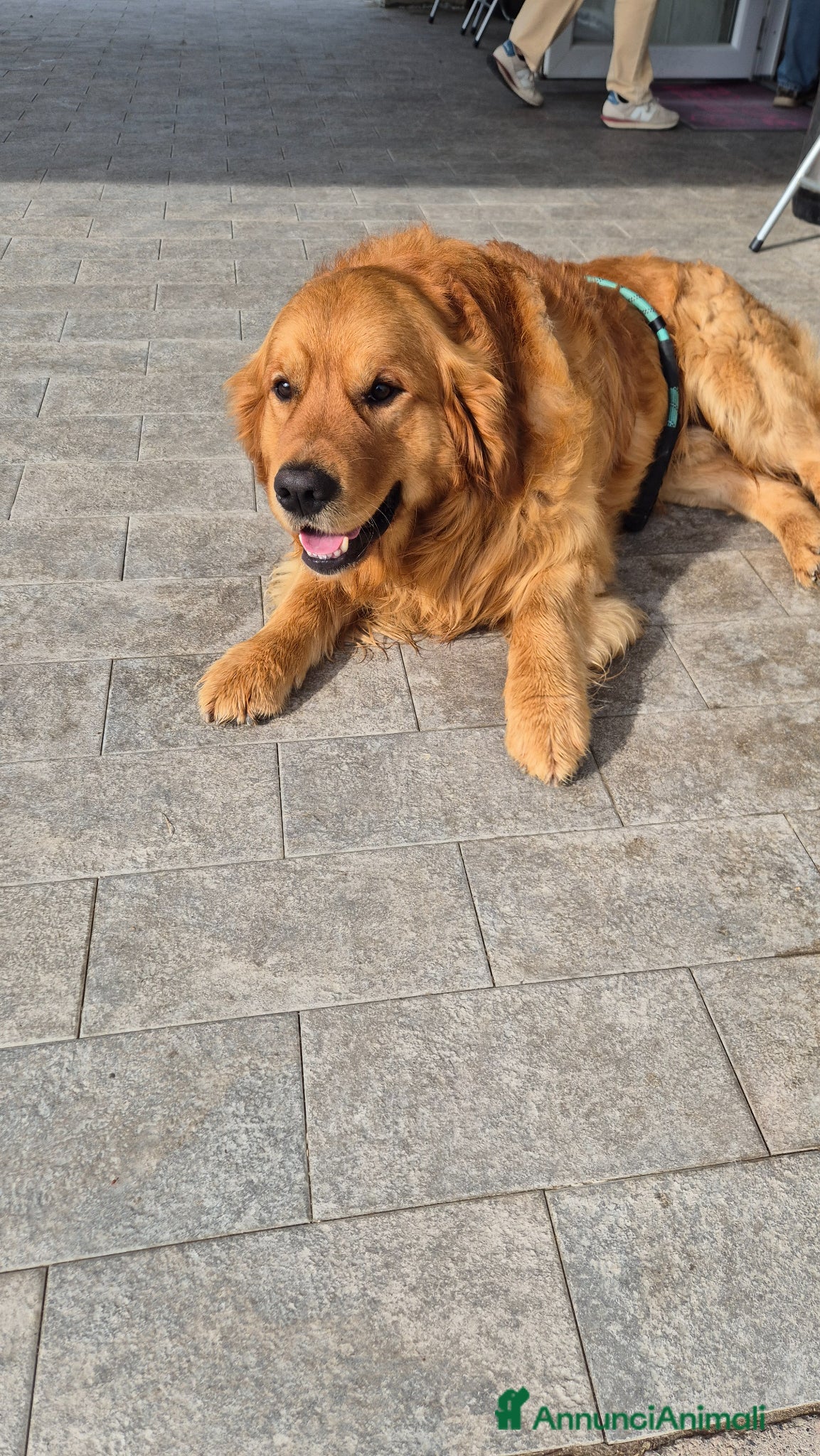 Golden Retriever cani Golden retriever per accoppiamento - Annuncio 1