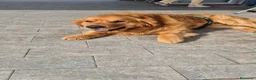 Golden Retriever cani per accoppiamento: Golden retriever per accoppiamento - Annuncio 1