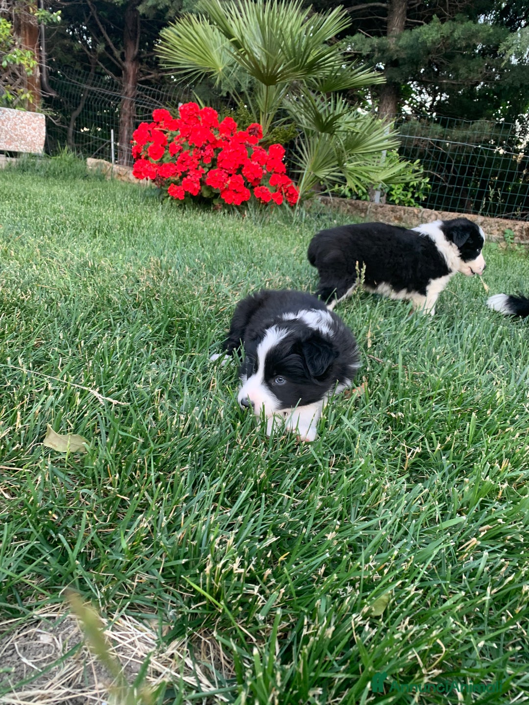 Border Collie cani in vendita: Border collie  a Provincia di Foggia - Immagine 7