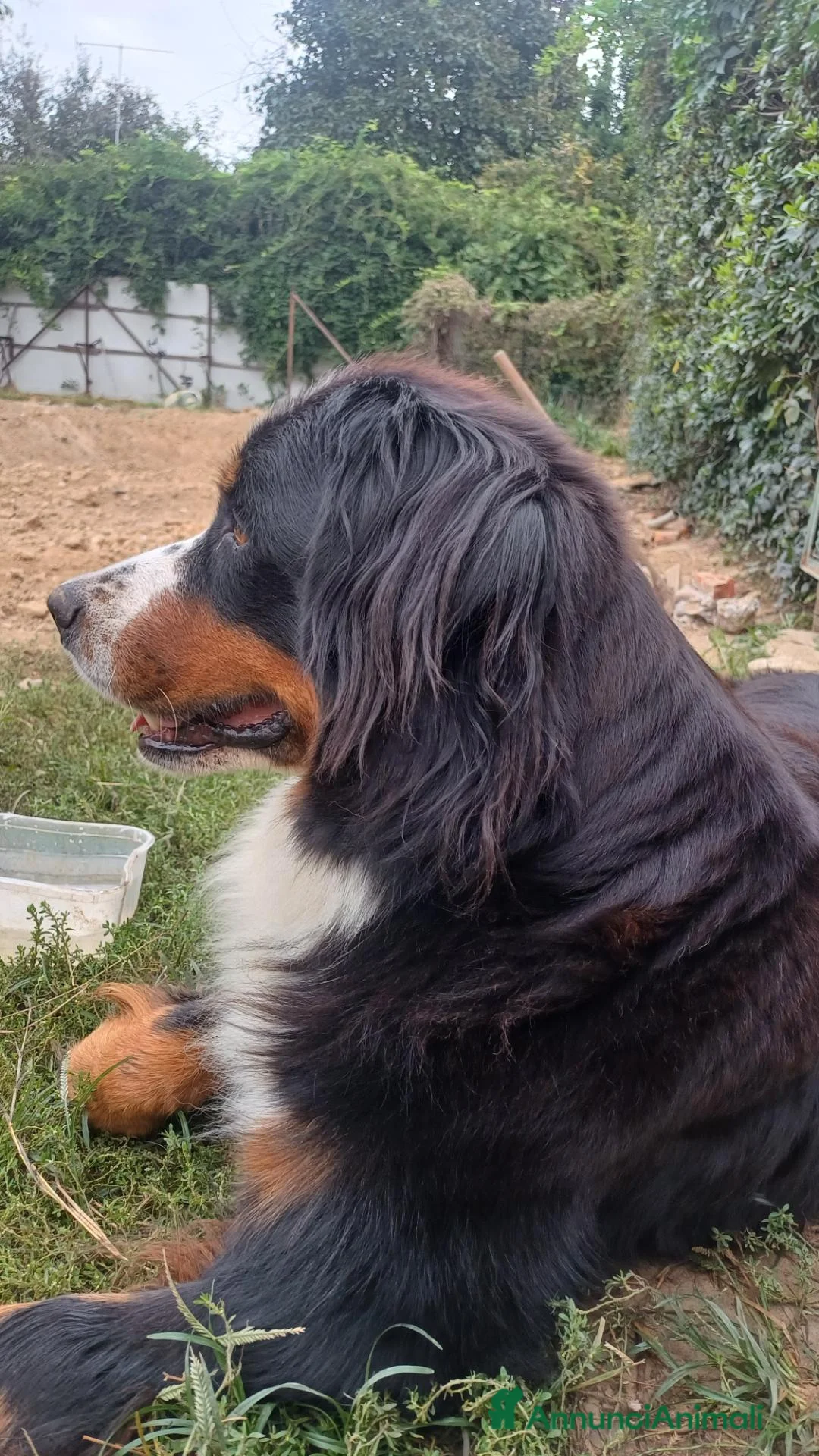 Bovaro del Bernese cani in vendita: Cucciolo maschio bovaro del bernese - Annuncio 1