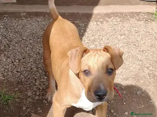 Meticcio cani ARON ASPETTA UNA MAMMA - Annuncio 32