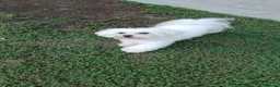 Maltese cani per accoppiamento: Splendido Maltese Maschio x accoppiamento - Annuncio 3