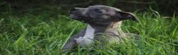Pitbull cani in vendita: Cucciolo Pit Bull Blue con pedigree anche a rate - Annuncio 9