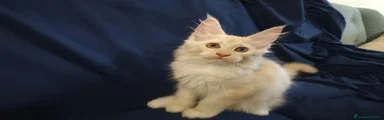Maine Coon 3