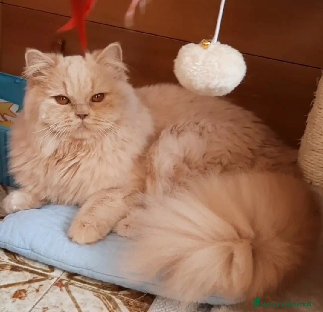 British gatti British longhair con pedigree  - Annuncio 17