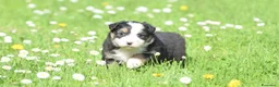 Australian Shepherd cani in vendita: AUSTRALIAN SHEPHERD a Provincia di Padova - Annuncio 4