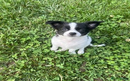 Chihuahua cani in vendita: Femmina pedigree pelo lungo a Provincia di Reggio Emilia - Immagine 5