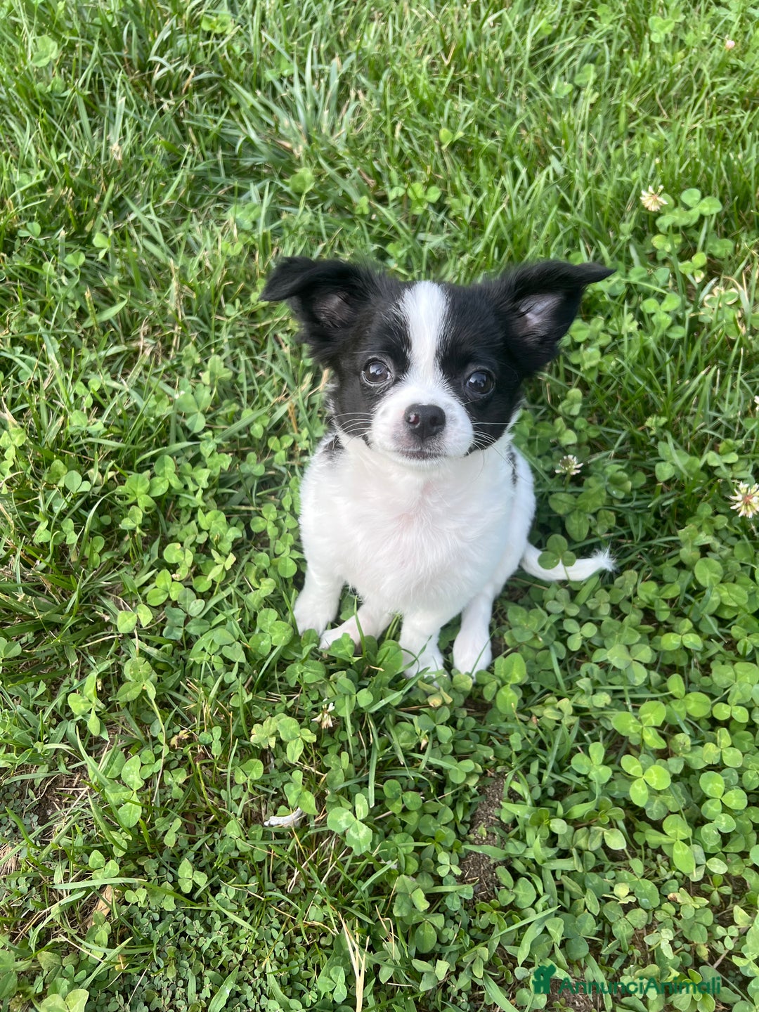 Chihuahua cani in vendita: Femmina pedigree pelo lungo a Provincia di Reggio Emilia - Immagine 5