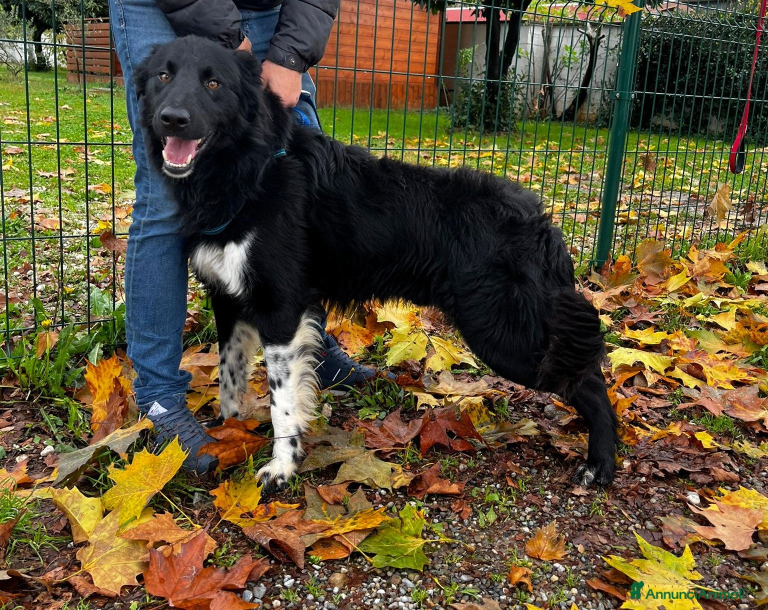 Border Collie cani NICHOLAS BORDER COLLIE - Annuncio 1