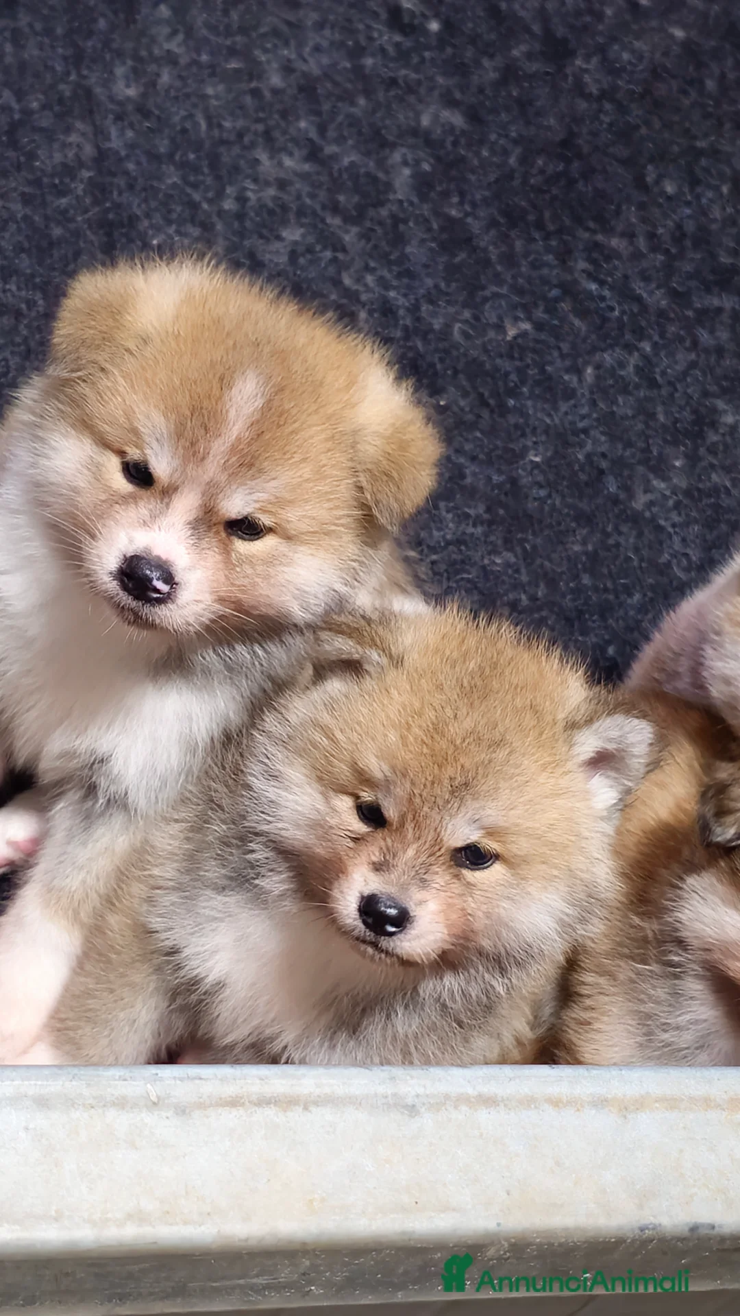 Akita Inu cani in vendita: Akita inu - Annuncio 4