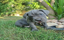 Cane Corso cani in vendita: Cuccioli cane corso a Provincia di Verona - Immagine 8