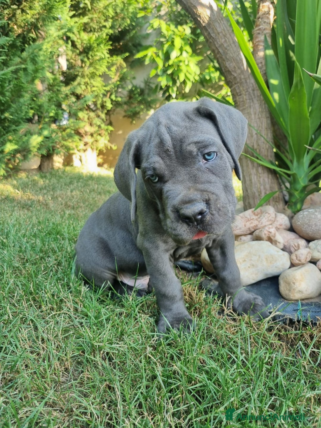 Cane Corso cani in vendita: Cuccioli cane corso a Provincia di Verona - Immagine 8