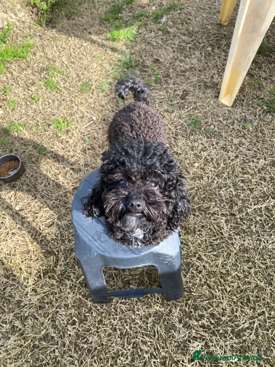 Barboncino Toy cani per accoppiamento: Barboncino Toy  - Annuncio 1