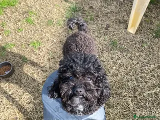 Barboncino Toy cani Barboncino Toy - Annuncio 1