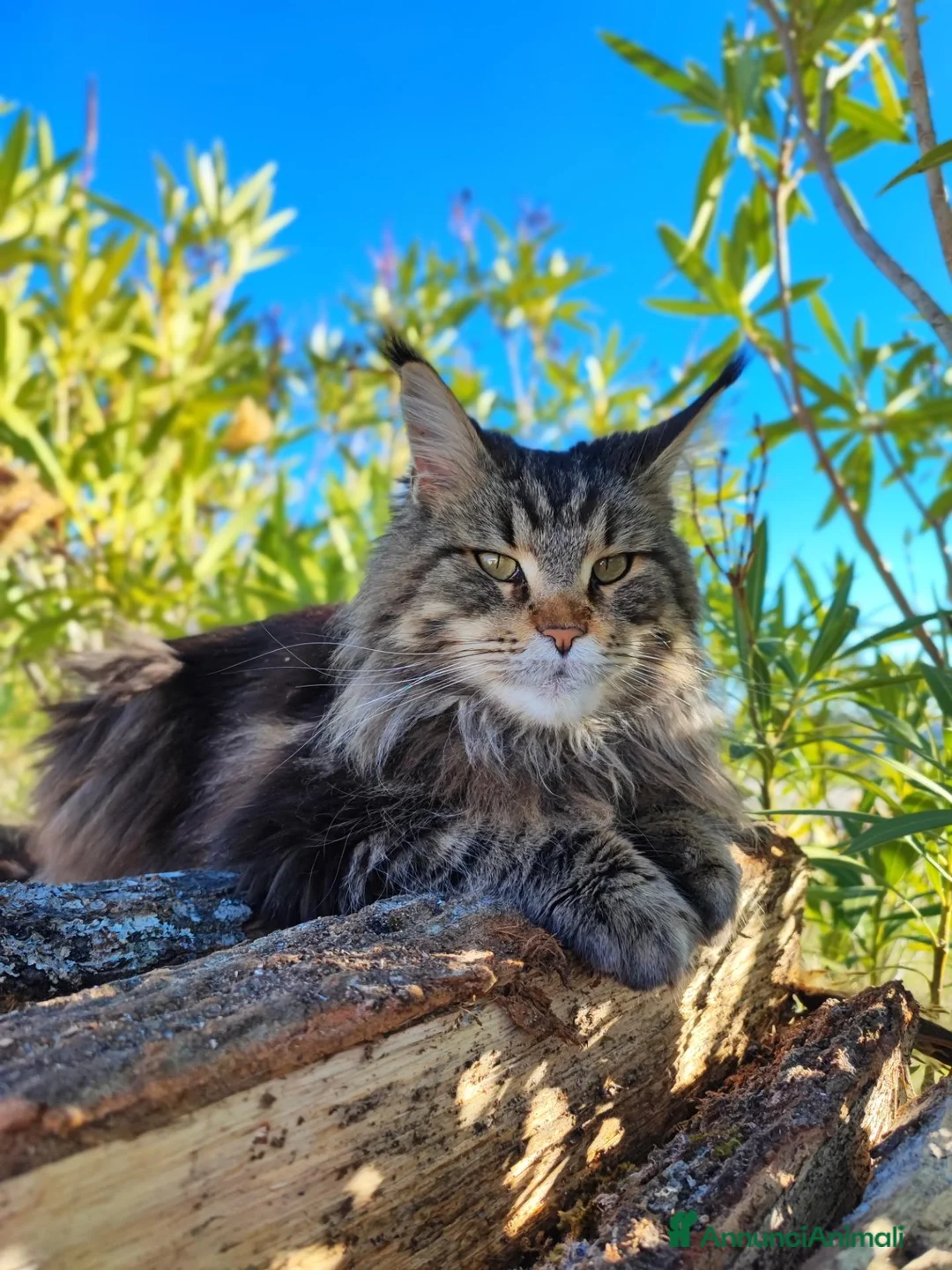 Altre razze gatti in vendita: Dolcissimi gattini cercano una famiglia amorevole - Annuncio 2