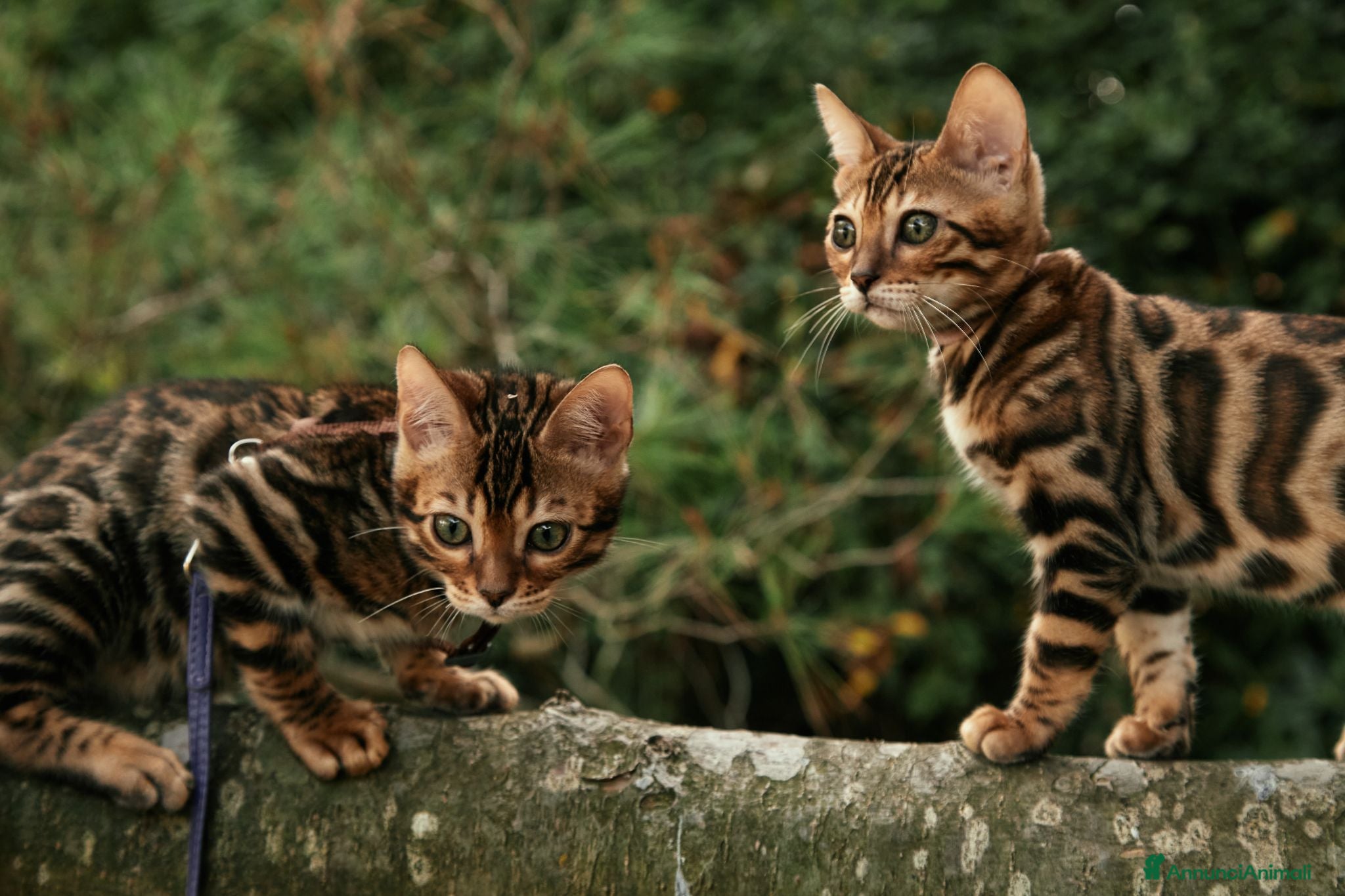 Bengala gatti Cuccioli gattini bengale pronti - Annuncio 5