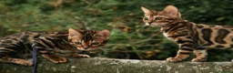 Bengala gatti in vendita: Cuccioli gattini bengale pronti - Annuncio 1