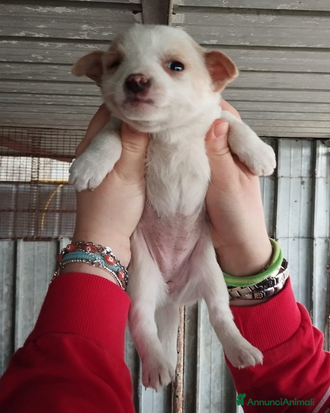 Altre razze cani in regalo: Fiammifero, Pandino, Pollicino, Lucetta dolci cucc a Città metropolitana di Roma Capitale - Annuncio 3