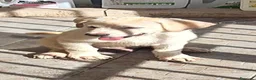 Meticcio cani in regalo: Regalo cuccioli futura taglia medio-grande  - Annuncio 9