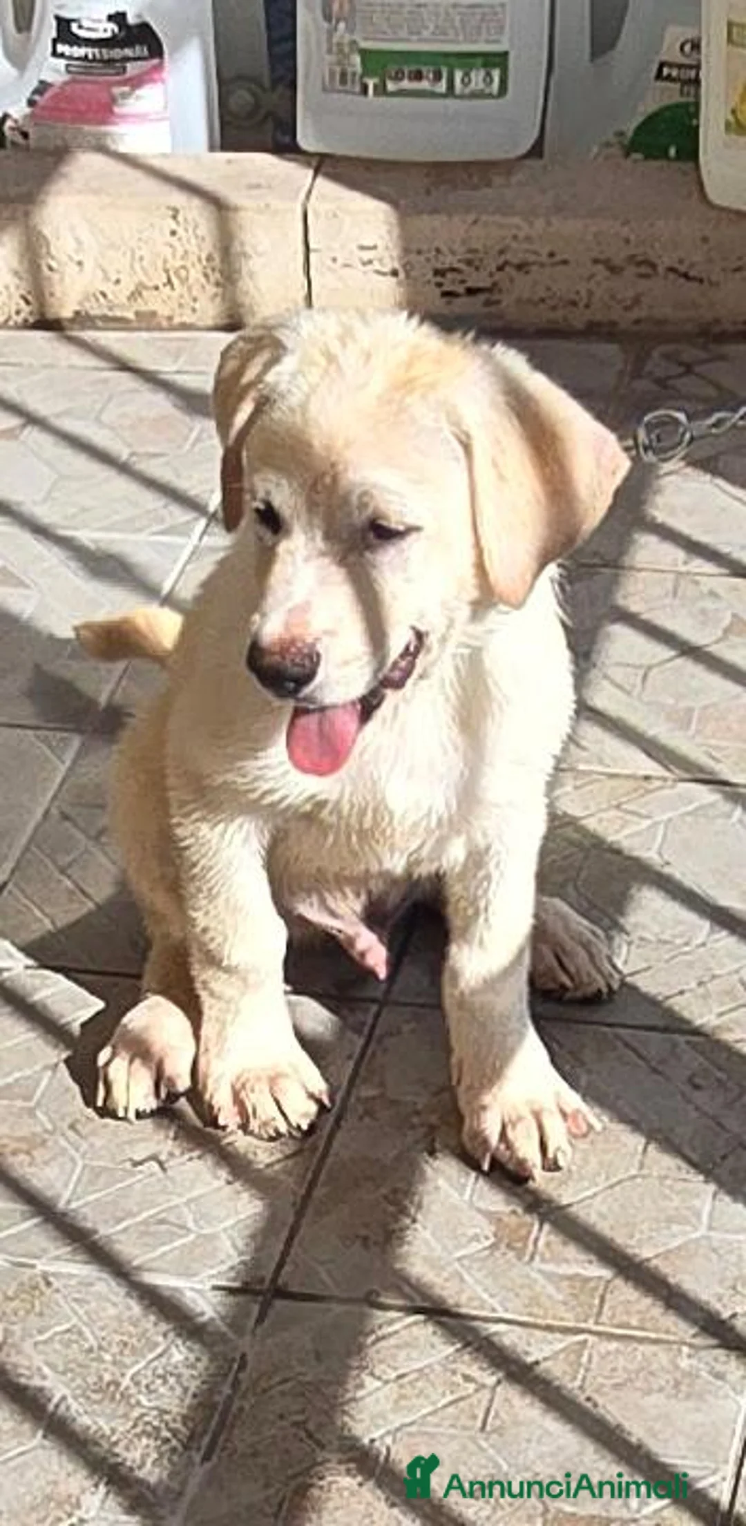 Meticcio cani in regalo: Regalo cuccioli futura taglia medio-grande  - Annuncio 9