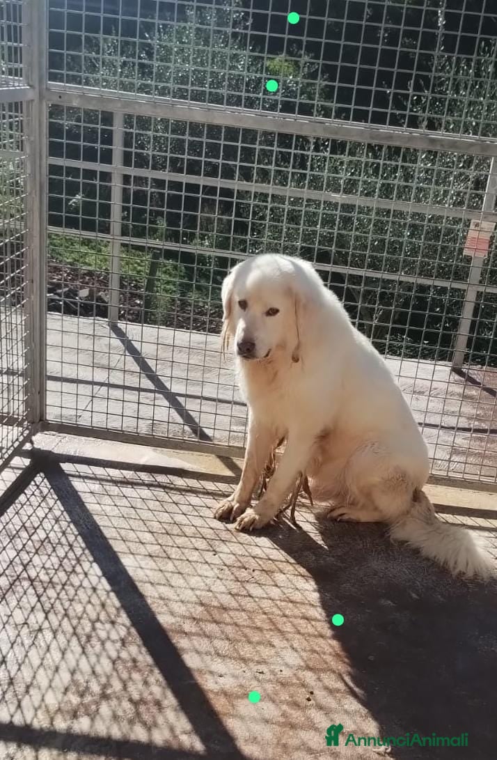 Pastore Maremmano cani Sansone alla riscossa! a Provincia di Viterbo - Annuncio 18