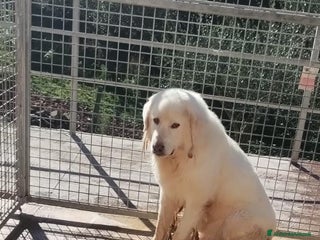 Pastore Maremmano cani Sansone alla riscossa! a Provincia di Viterbo - Annuncio 12