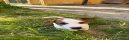 Jack Russell cani in vendita: Cucciolo Maschio Jack Russell terrier pelo liscio a Provincia di Pavia - Annuncio 13
