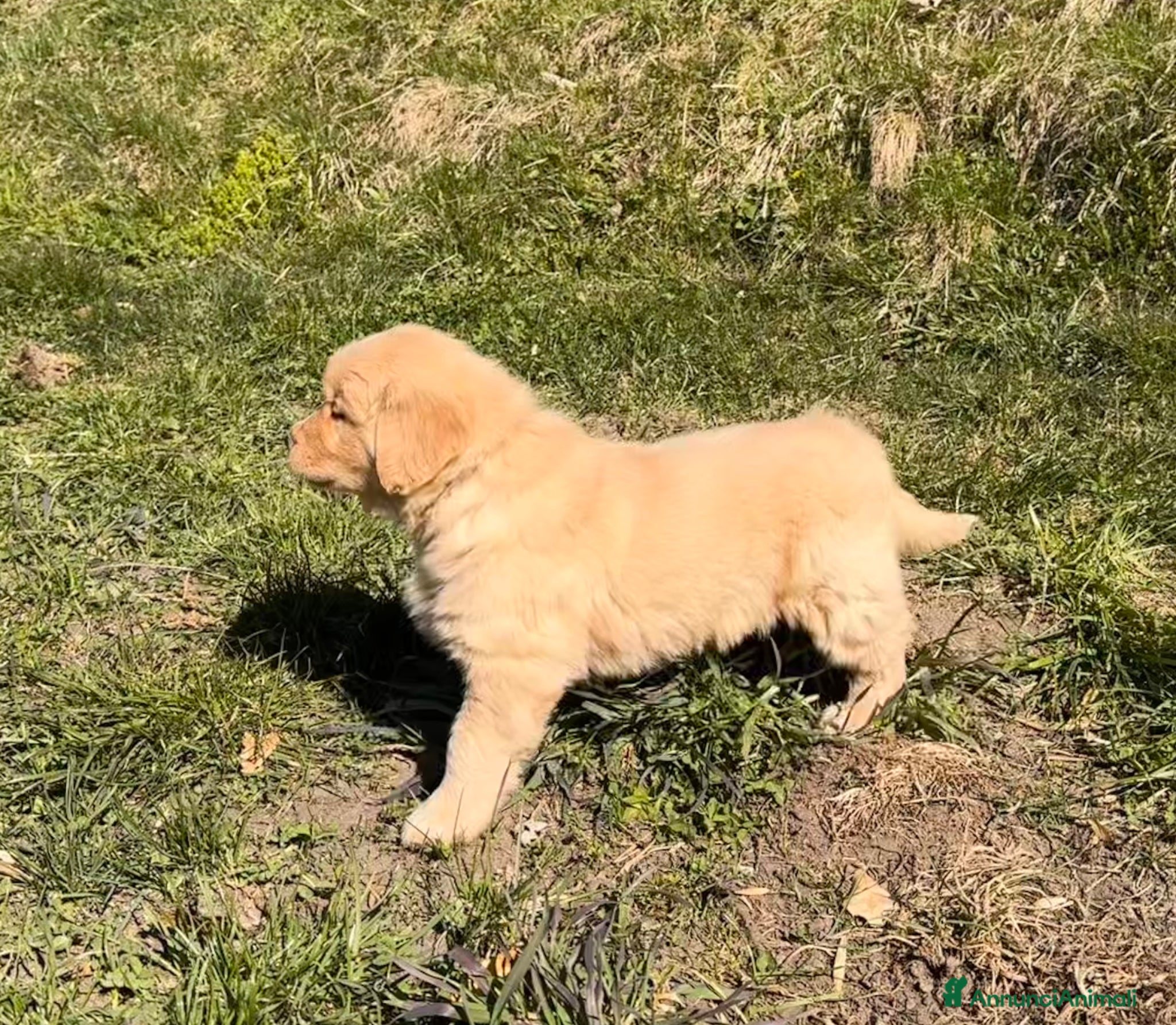 Golden Retriever cani Cuccioli Golden Retriever 100% Americani  - Annuncio 1