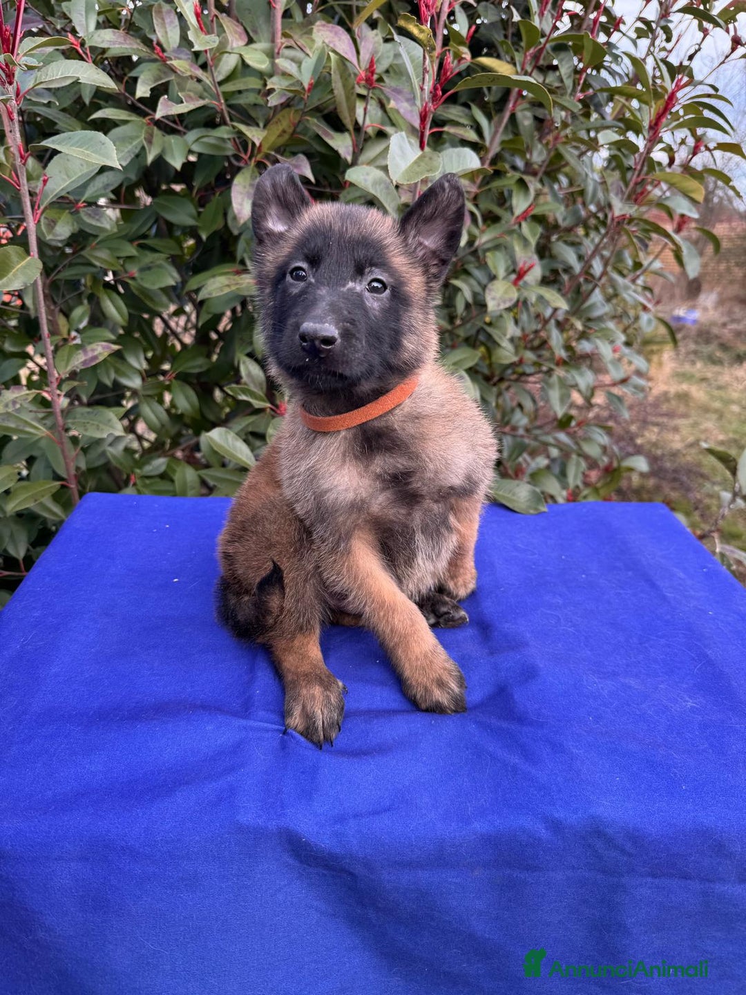 Pastore Belga cani in vendita: PASTORE BELGA MALINOIS - Annuncio 3
