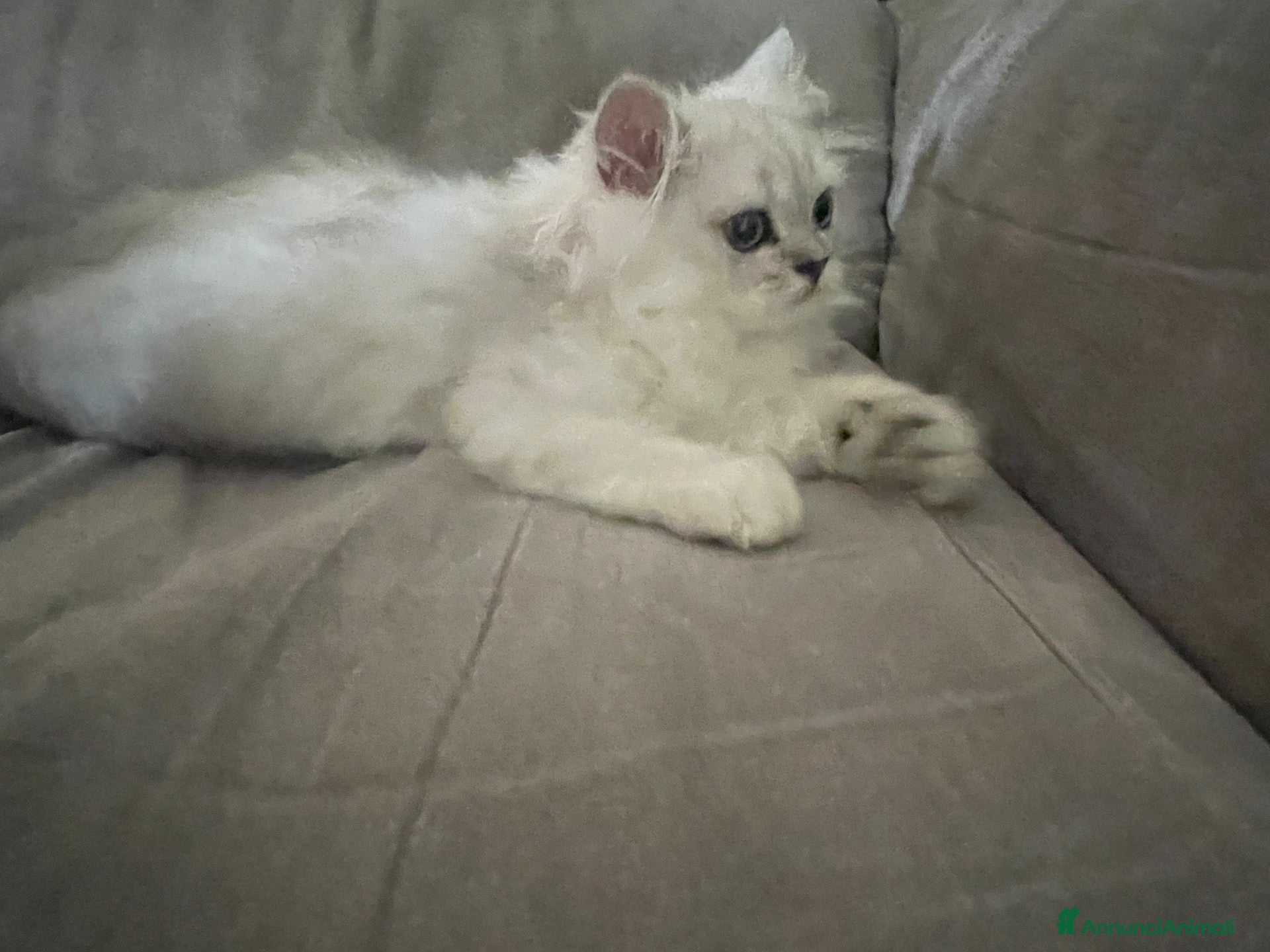 Persiano gatti Persiano chinchillà silver shaded  - Annuncio 17