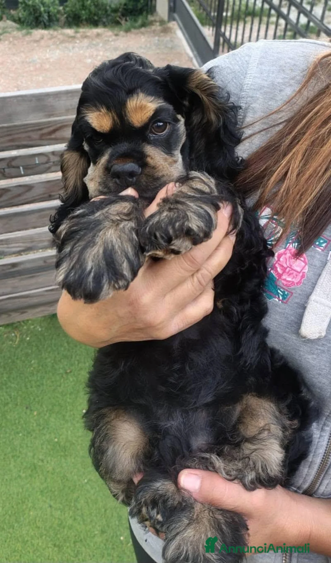 Cocker americano cani in vendita: Cuccioli di Cocker Americano - Annuncio 11