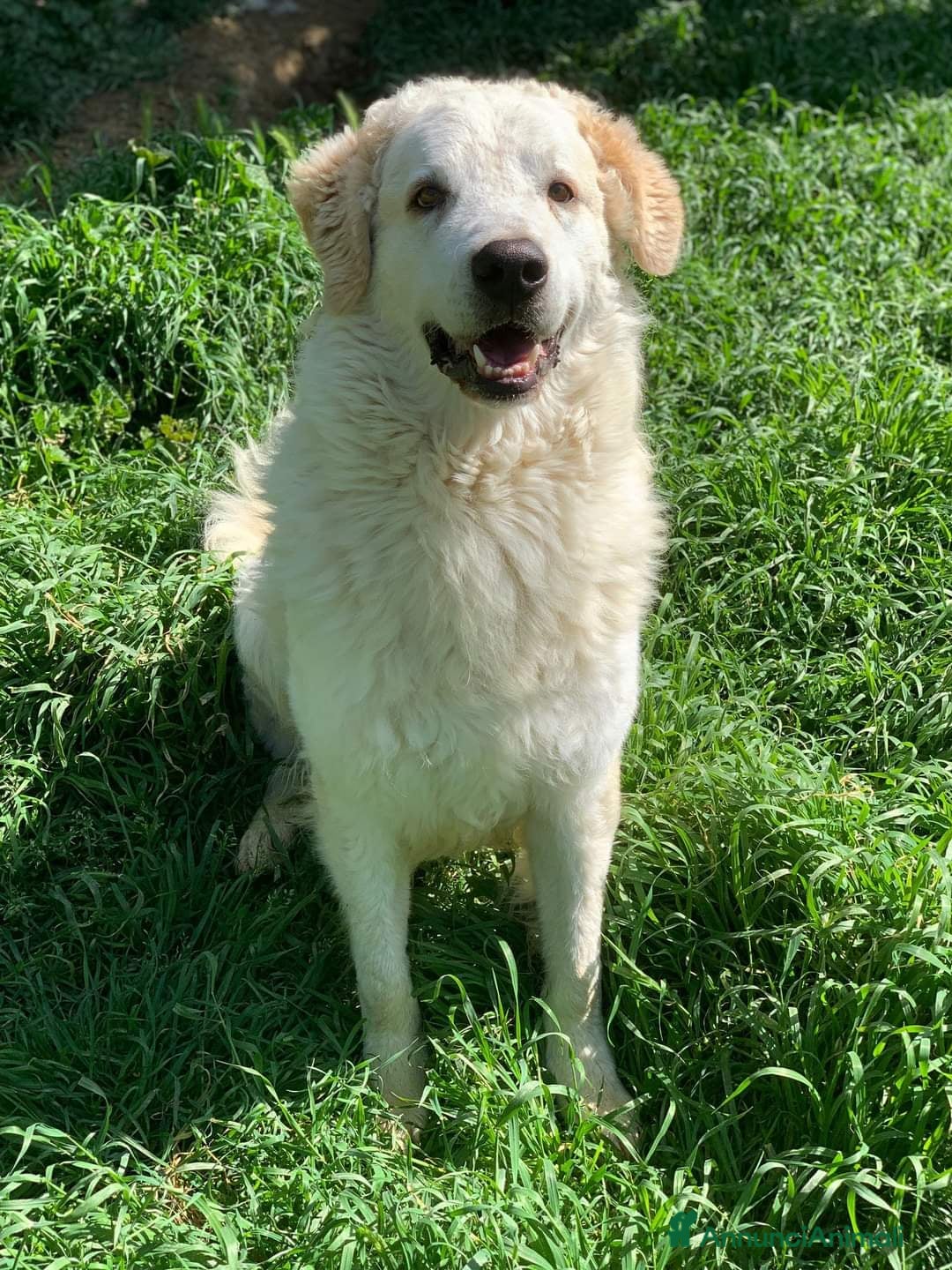 Pastore Maremmano cani in regalo: NICKY il gigante più buono!! - Annuncio 3