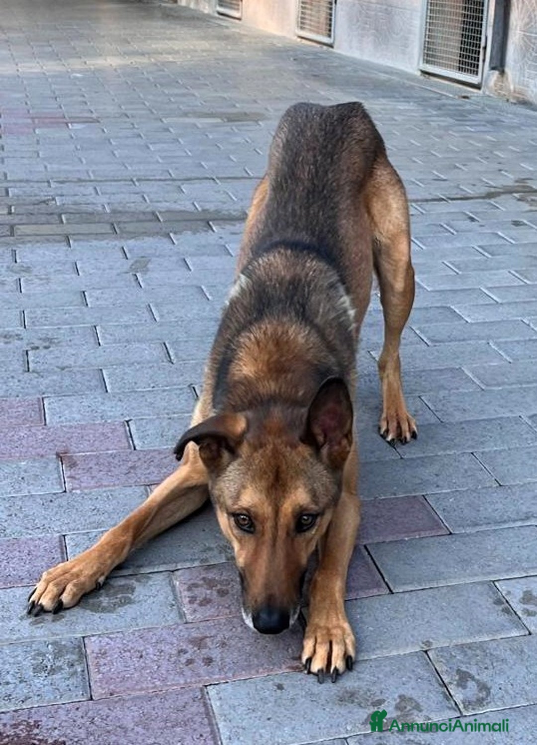 Affenpinscher cani in regalo: ULISSE LUPETTO - Annuncio 2