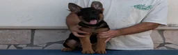 Pastore Tedesco cani in vendita: Cuccioli disponibili 🐾❤️ - Annuncio 2