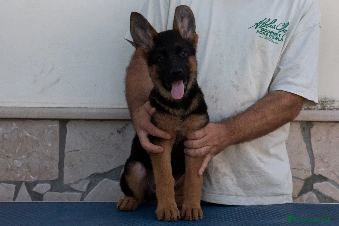 Pastore Tedesco cani in vendita: Cuccioli disponibili 🐾❤️ - Annuncio 2