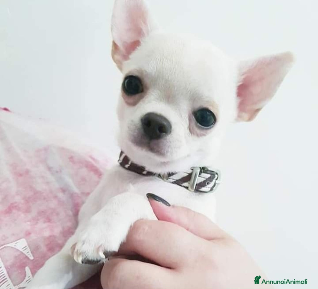 Immagine della galleria {{count}}