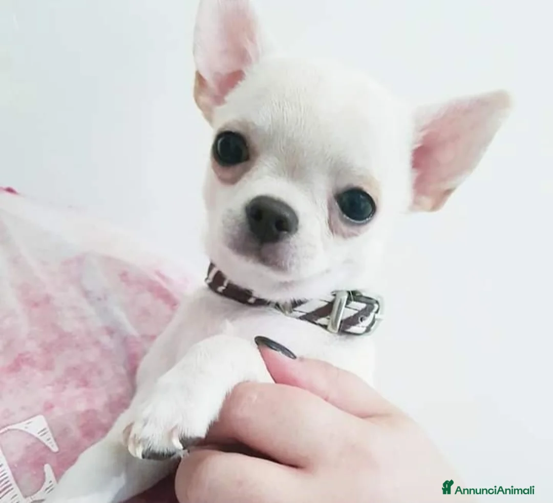 Immagine della galleria {{count}}