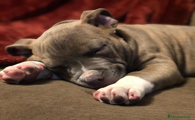 Pitbull cani a Città Metropolitana di Bologna - Annuncio 1