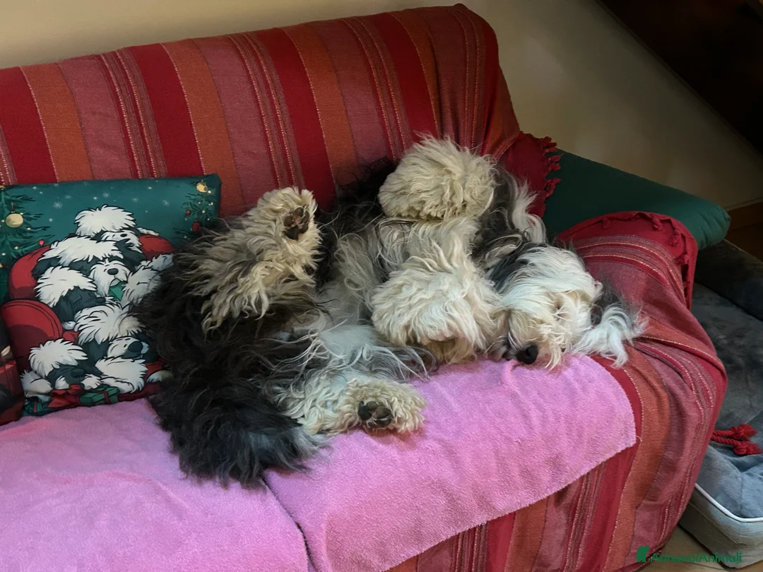 Immagine della galleria {{count}}