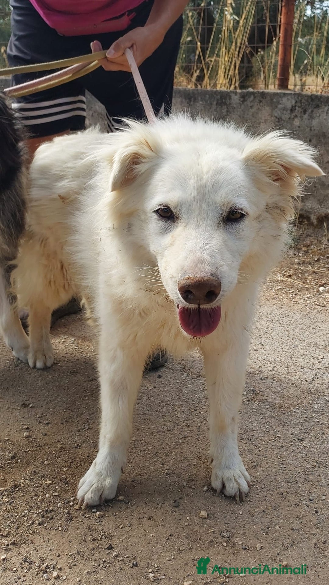 Meticcio cani in regalo: Nonna Penny Cerca Famiglia. Info Monica 3890238584 - Annuncio 8