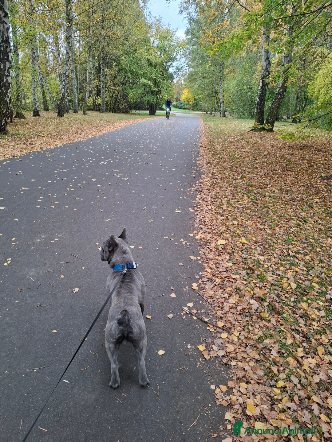 Bulldog Francese cani per accoppiamento:  Ciccio Maschio Bulldog Francese Cerca Femmina - Annuncio 3