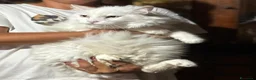 Meticcio gatti in regalo: Dante gatto bianco a pelo lungo cerca casa - Annuncio 2