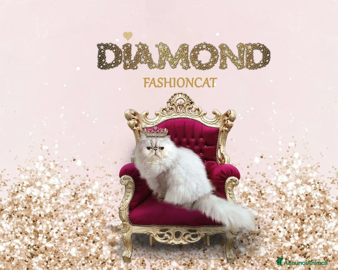 Immagine della galleria {{count}}