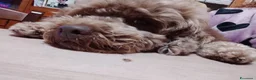 Barboncino cani in regalo: Leo dolcissimo barboncino  - Annuncio 2