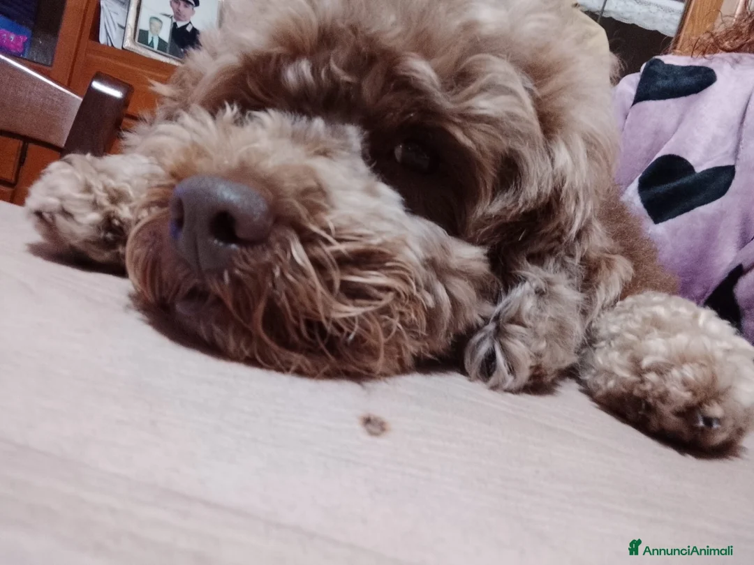 Barboncino cani in regalo: Leo dolcissimo barboncino  - Annuncio 2