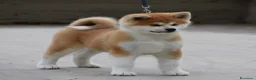 Akita Inu cani in vendita: Cucciolo Akita inu (Top Selection) a Città metropolitana di Roma Capitale - Annuncio 35