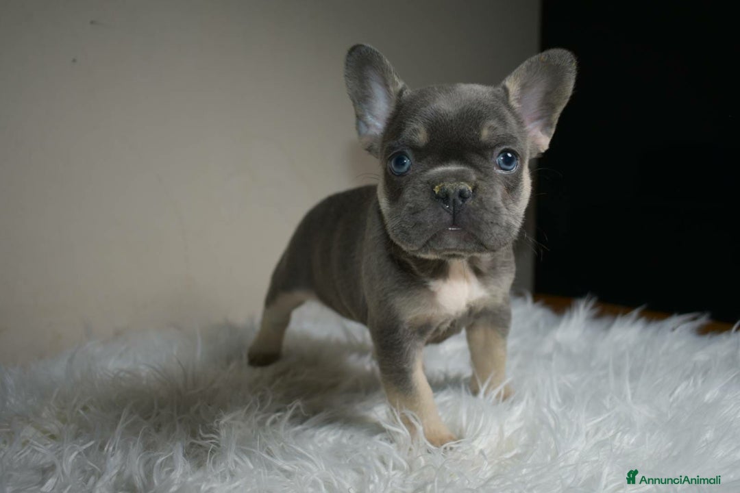 Bulldog Francese cani in vendita: Bulldog francese cuccioli a Città metropolitana di Milano - Immagine 6