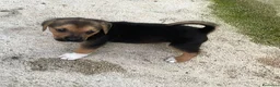 Meticcio cani in regalo: Il piccolo Tarzan aspetta te - Annuncio 9
