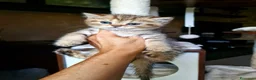 British gatti in vendita: British shorthair Femmina  - Annuncio 1